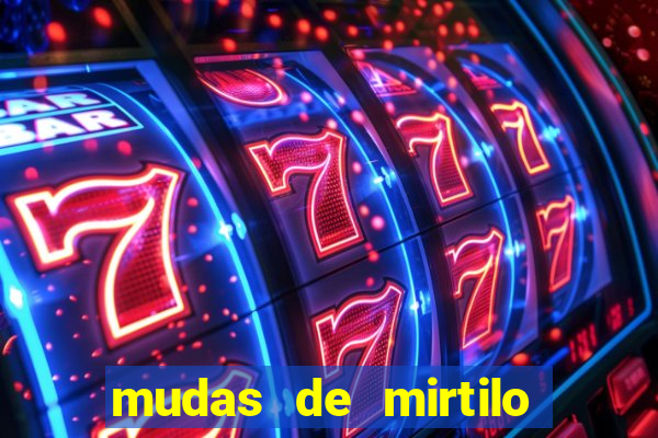 mudas de mirtilo em porto alegre